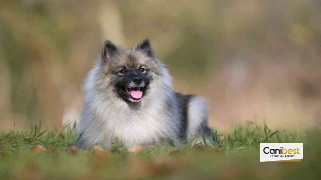spitz loup - race de chien et chiot