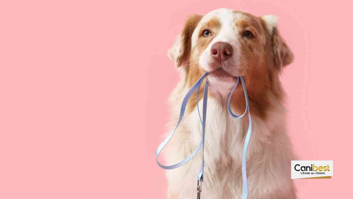 tout savoir sur les chiens
