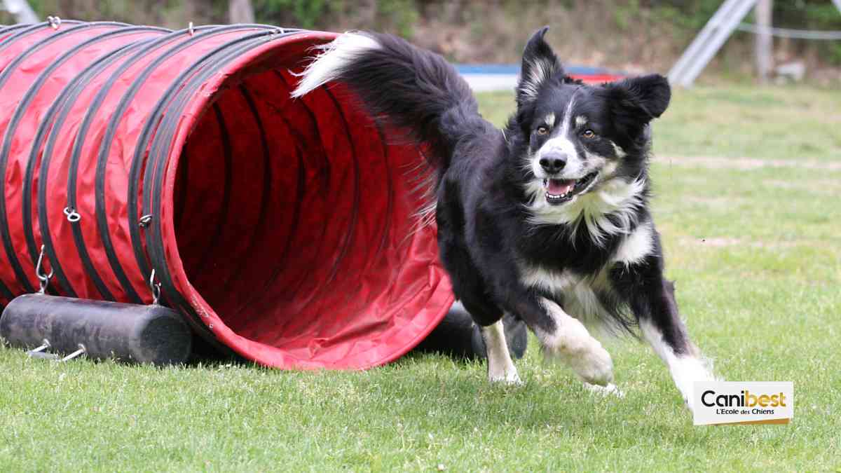 tunnel d'agility