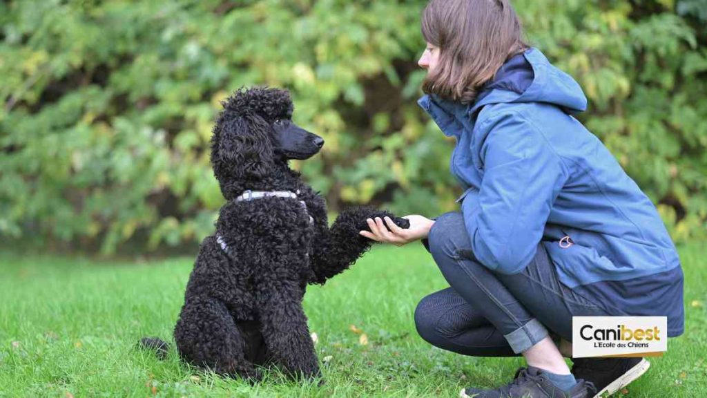 vocabulaire canin de la cynophilie