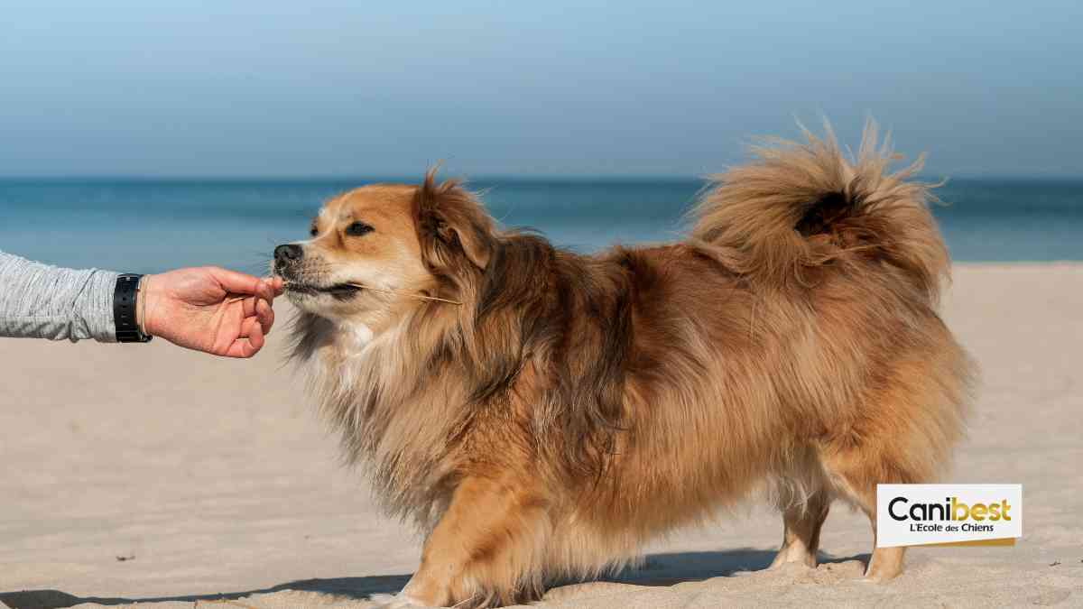 voyager avec son chien en Océanie
