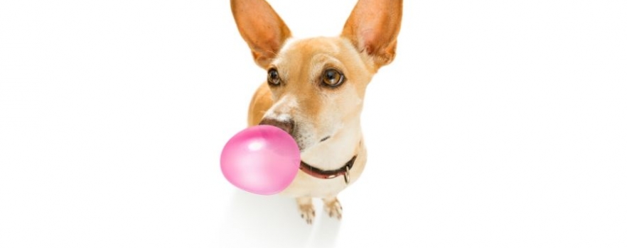 Insolite - Le chewing-gum pour chiens