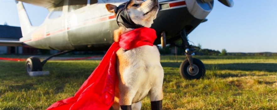 Un chien pour protéger les avions.