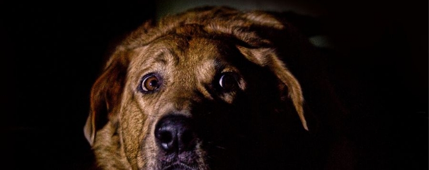 Pourquoi votre chien a-t-il peur de l’orage ? Et comment réagir ?
