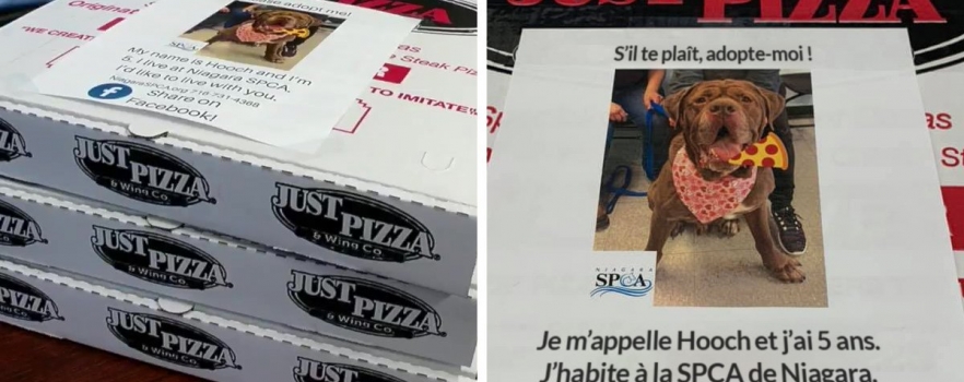 L’adoption de chiens encouragée sur des boîtes de pizza
