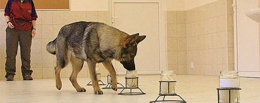 Des chiens entraînés dans la détection du COVID-19 