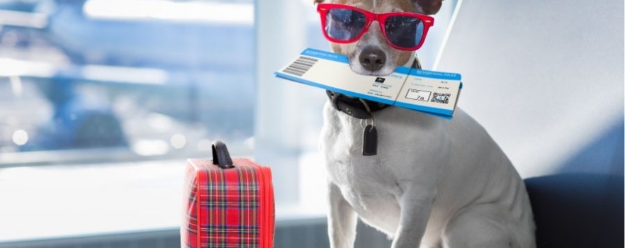 les chiens ne voyageront plus en soute dans les avions