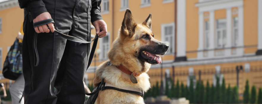Un chien de police a fait preuve de grand courage à Toulouse