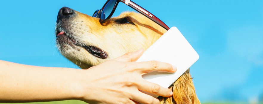 Dogphone : appeler votre chien en visio sera désormais possible !