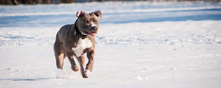 Disparu depuis 4 mois, son chien est retrouvé vivant dans la neige