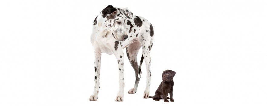 Quels sont les plus petits et les plus grands chiens ?