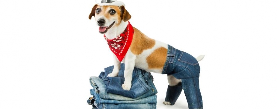 un pantalon pour chien révolutionnaire !