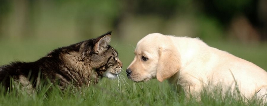 Les différences entre chien et chat