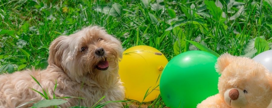 Idée de jouet pour chien : Le ballon à hélium
