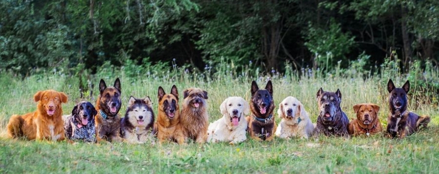 Des chiens génétiquement prédisposés aux troubles du comportement