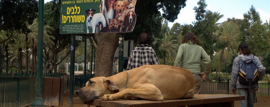 Tel-Aviv, la ville où les chiens sont rois