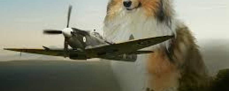 Piper, le chien qui permet aux avions de décoller