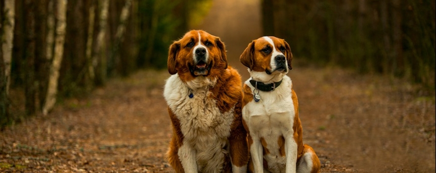 Preservons la liberté de nos chiens au bois de Vincennes