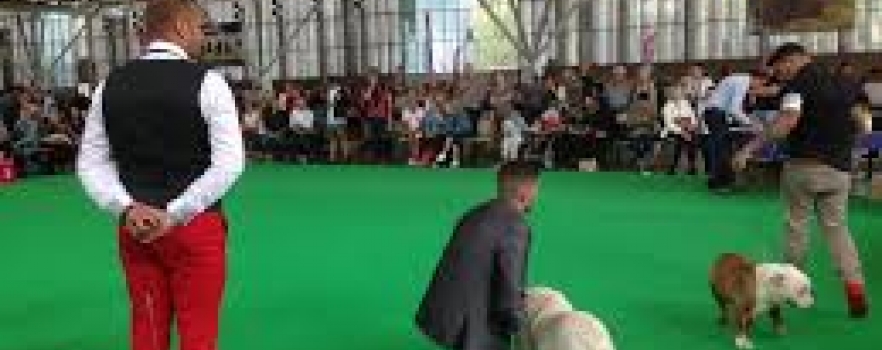 Plus de 30 000 chiens réunis au World Dog Show