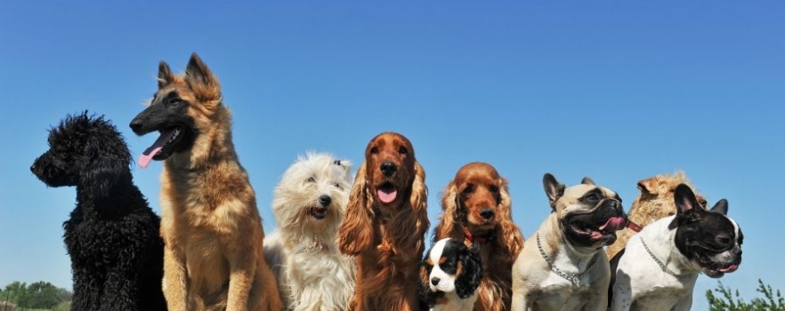 38 chiens saisis dans un élevage canin à Andresy (78) 