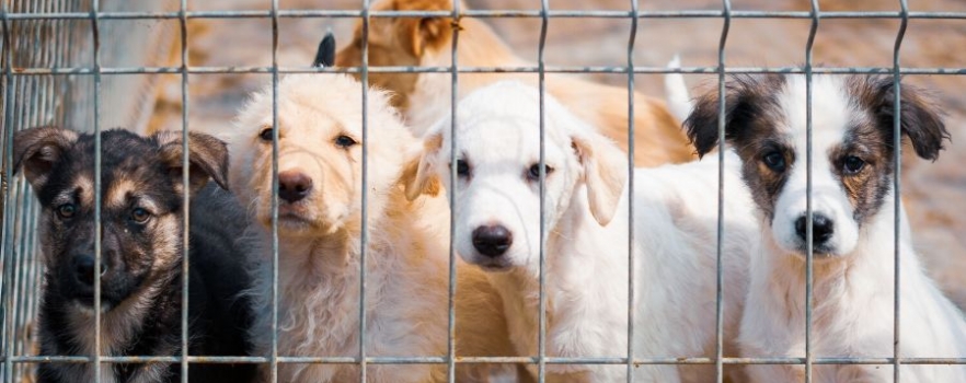  Un refuge SPA obligé de replacer en urgence 85 chiens