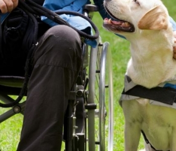 Paris offre 2 chiens d'assistance à des handicapés
