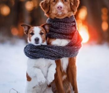 Comment protéger son chien du froid
