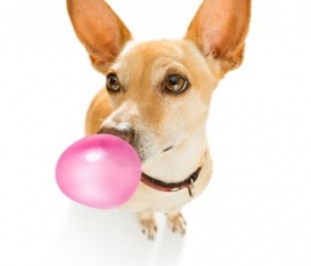 Insolite - Le chewing-gum pour chiens