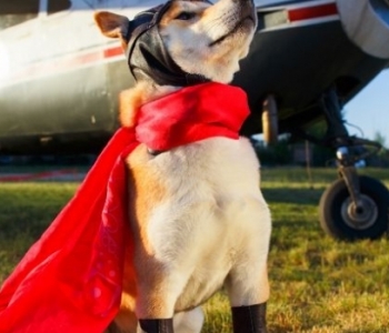 Un chien pour protéger les avions.