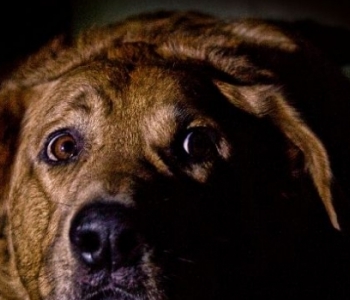 Pourquoi votre chien a-t-il peur de l’orage ? Et comment réagir ?