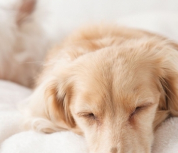Un chien infecté par le coronavirus, une raison de s’alarmer ?