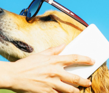 Dogphone : appeler votre chien en visio sera désormais possible !