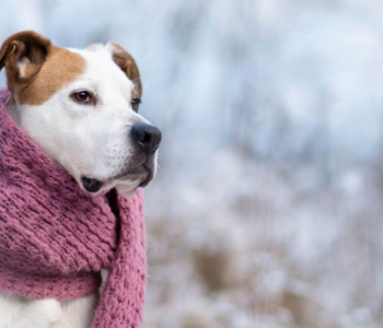 Comment habiller son chien en hiver et pourquoi ?