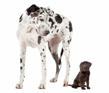 Quels sont les plus petits et les plus grands chiens ?