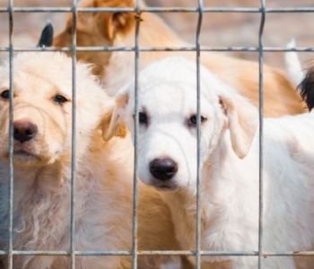  Un refuge SPA obligé de replacer en urgence 85 chiens