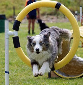 obstacle d'agility pour chien