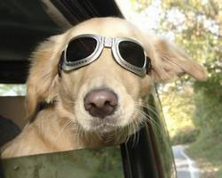 voyager avec un chien en voiture