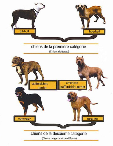 classification des chiens dangereux