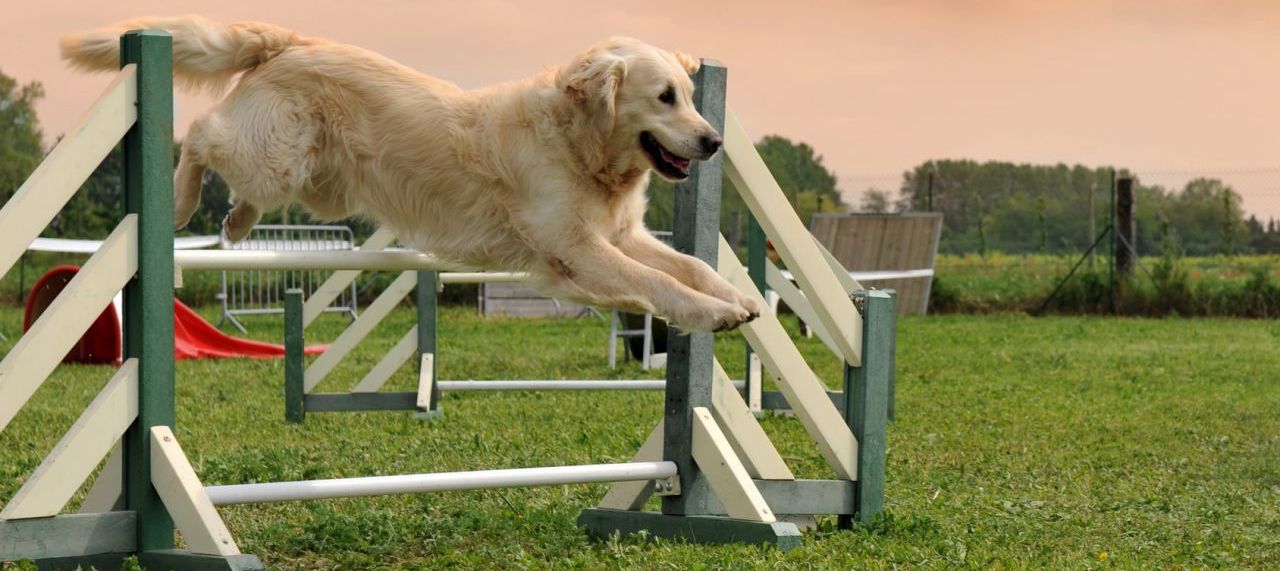 Sport canin : l'agility
