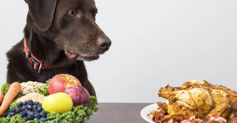 La nourriture vegan pour chiens