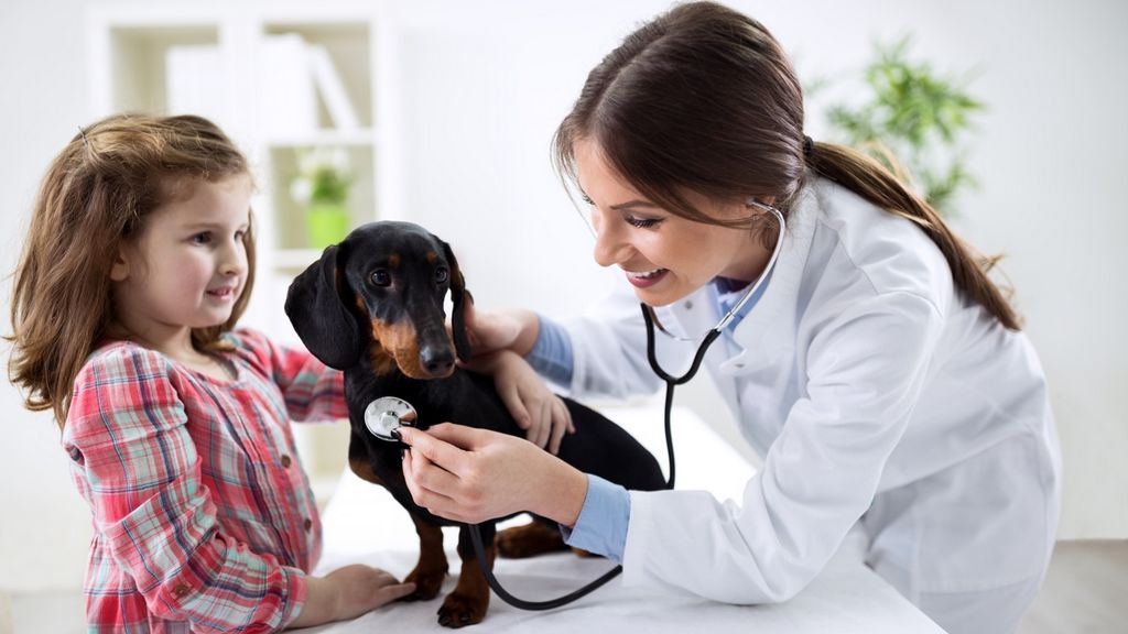 Les assurances santé chiens et chats