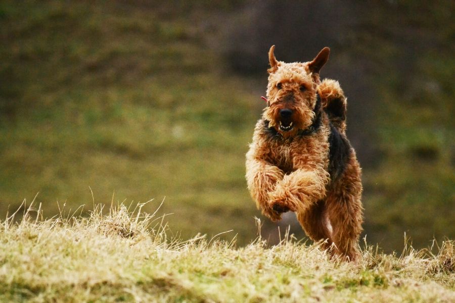 L'Airedale Terrier