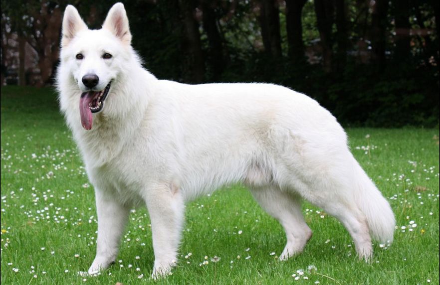 arbusto frío organizar berger blanc suisse - race de chien et chiot