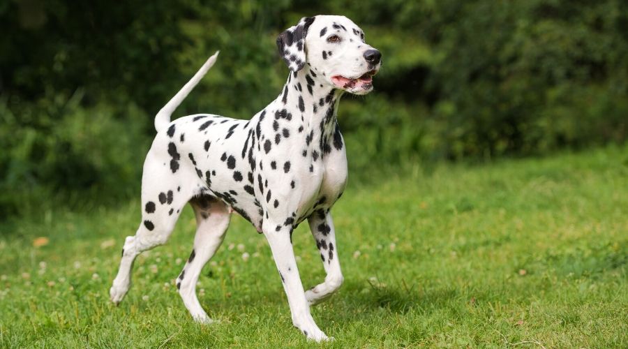 Selon une étude scientifique, le plus beau chien du monde serait le  dalmatien 