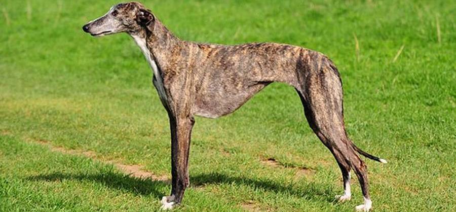 Galgo Espagnol Race De Chien Et Chiot CANIBEST Galgo Espagnol Race De Chien Et Chiot CANIBEST