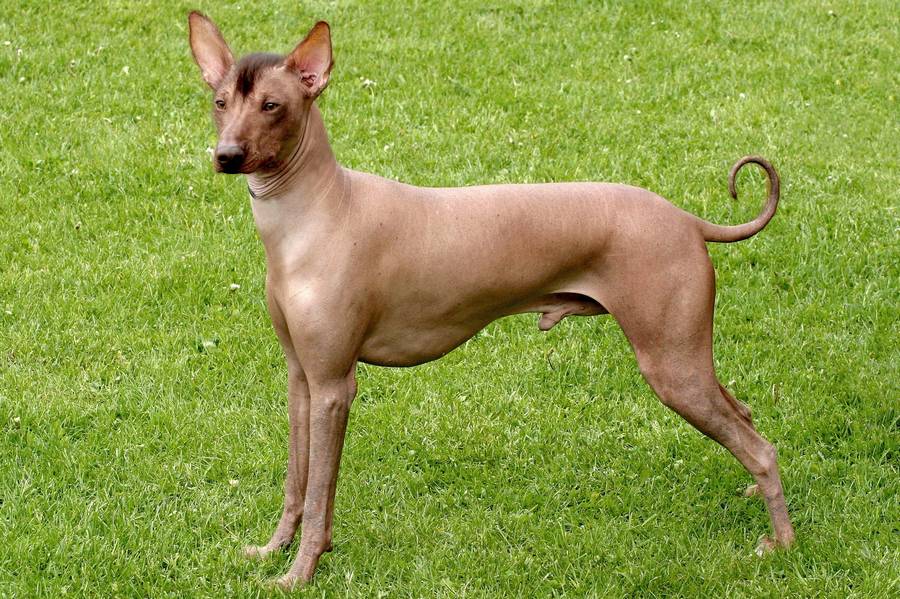 Chien nu du Pérou - race de chien et chiot