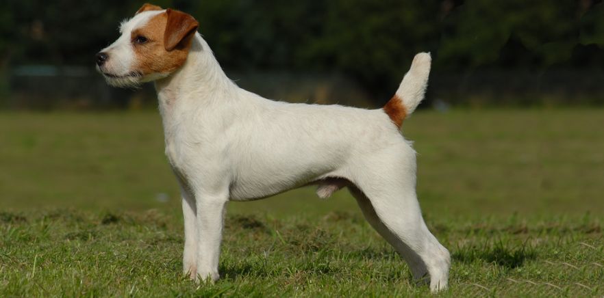 Le Parson Russell terrier