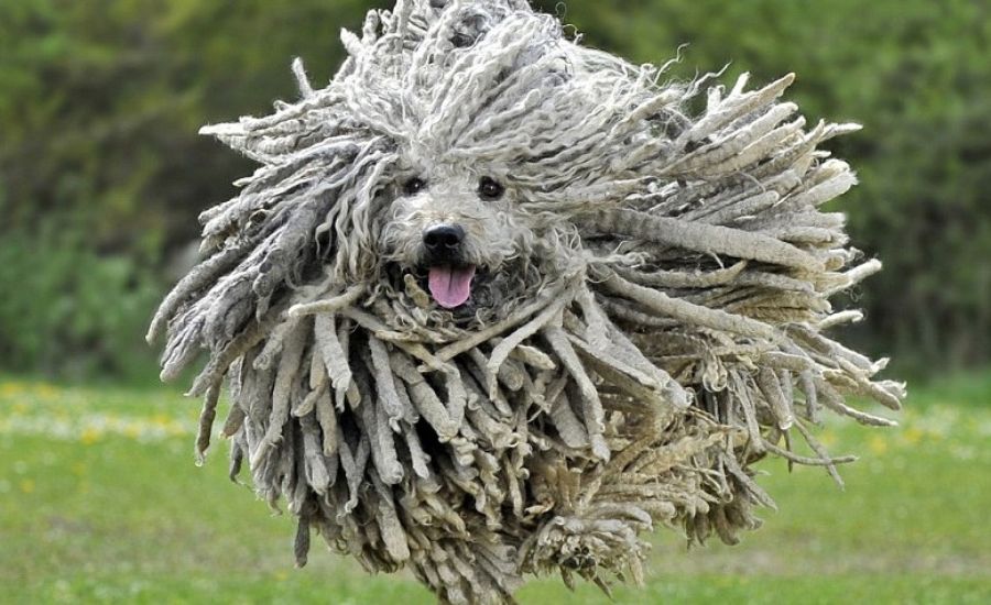 Puli Race De Chien Et Chiot CANIBEST Puli Race De Chien Et Chiot CANIBEST