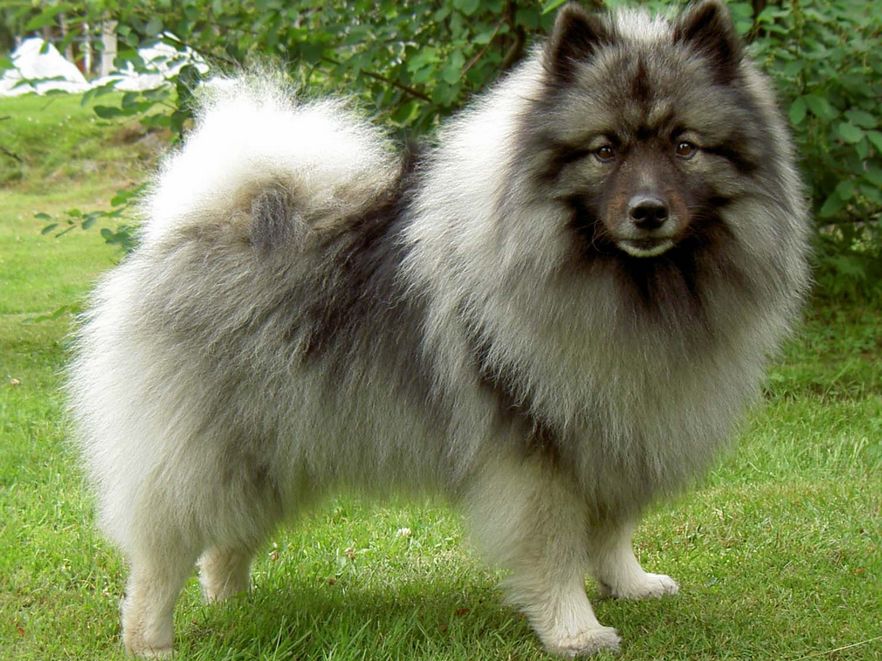 spitz loup - race de chien et chiot