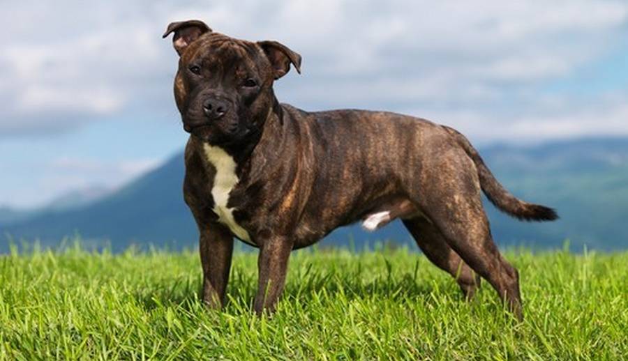 Le Staffordshire Bull Terrier, Staffy ou Staffie